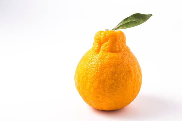istock Oranges Jeju island, South Korea. 947830136