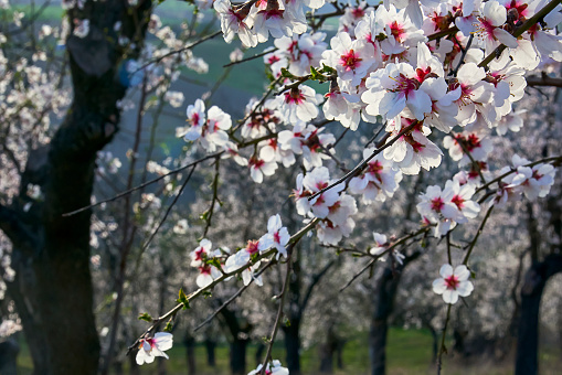 Fruit trees in bloom spring pink flowers in Lleida Lerida springtime, almond tree blossom, peach tree, plum tree