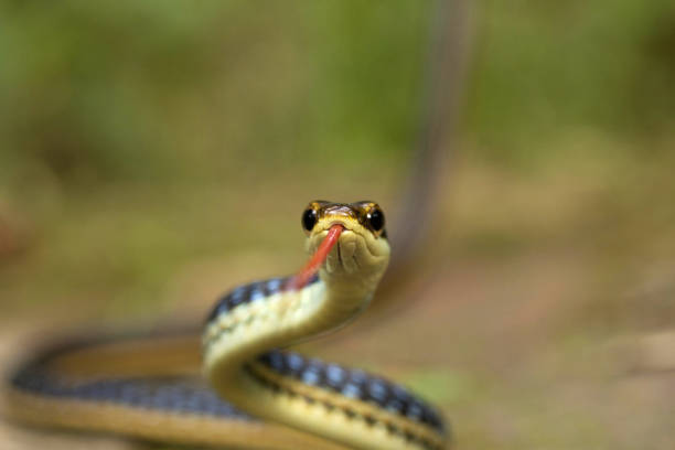 istock Eastern bronzeback, Dendrelaphis proarchos, Colubridae, Trishna, Tripura , India 947835706