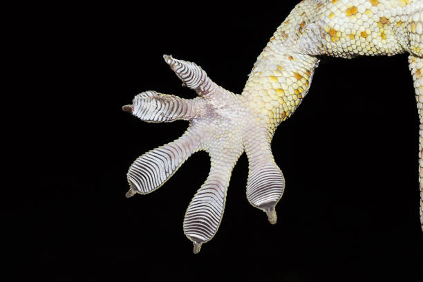 Tokay gecko, Gekko sp, Gekkonidae, Trishna, Tripura , India stock photo