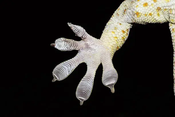 Tokay gecko, Gekko sp, Gekkonidae, Trishna, Tripura , India