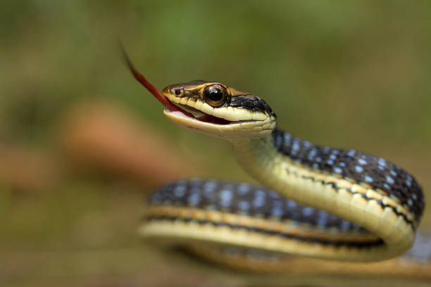istock Eastern bronzeback, Dendrelaphis proarchos, Colubridae, Trishna, Tripura , India 947836116