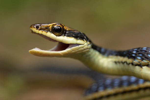 istock Eastern bronzeback, Dendrelaphis proarchos, Colubridae, Trishna, Tripura , India 947836416