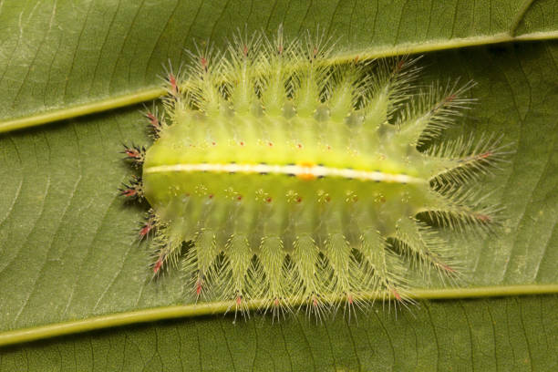istock Moth Caterpillar, Trishna, Tripura , India 947837430