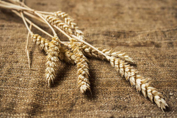 istock spikelets of wheat on sackcloth background 947838094