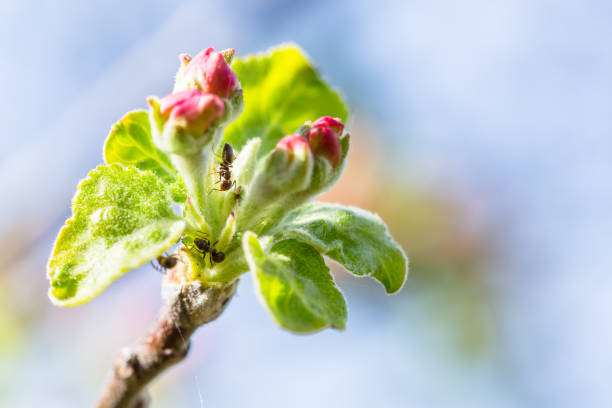 Ant on apple bloom flower in springtime. Apple blossom macro with green background.