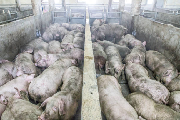 istock Pigs in the pigsty 947838722