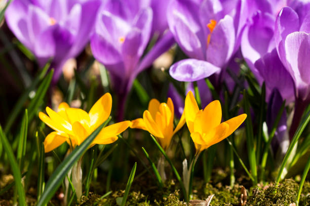 istock Beautiful spring flowers, purple and yellow crocuses 947839564