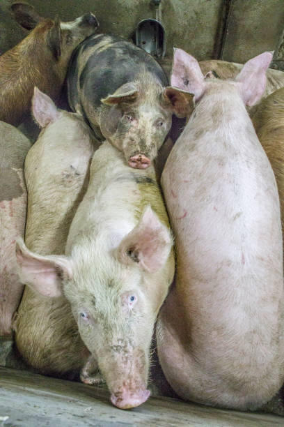 istock Pigs in the pigsty 947844368