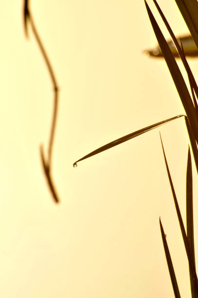 istock Beauty in nature 947848378