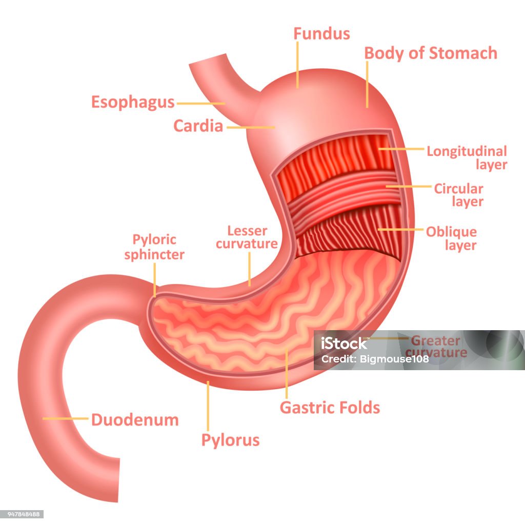 L’estomac réaliste 3d détaillée l’anatomie des organes internes. Vector - clipart vectoriel de Abdomen libre de droits