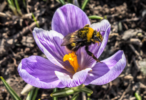 Bumble-bee polluted in the pollen creeps along the first spring flower of crocus.