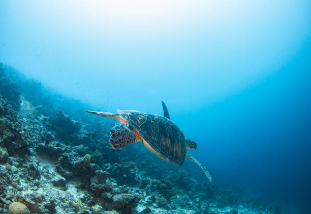 La tartaruga nuota nell'Oceano Indiano - foto stock