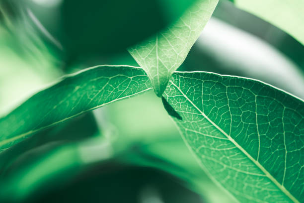 istock Closeup nature view of dark green leaf 947868316