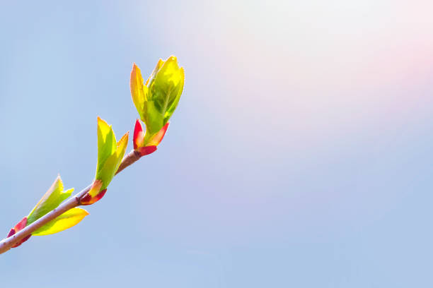 istock Spring has come, the first green. Nature wakes up. Dissolve the first leaves on the branches. Warm days. Kidney trees disclosed. A symbol of new life, hope, new business. A sunny spring day. 947868344