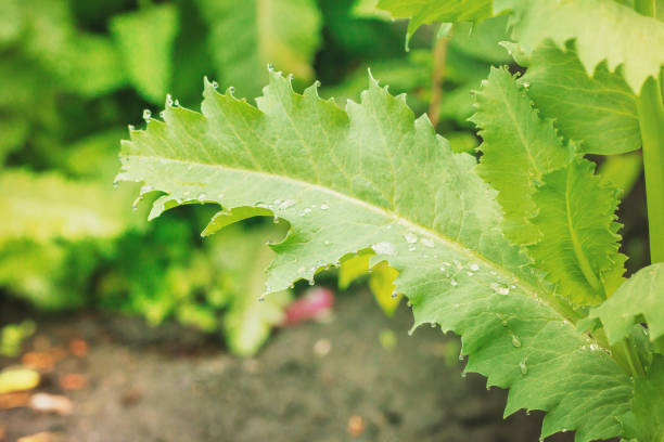 istock Drop after the rain in morning 947872776