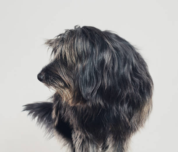 istock Gos d'atura dog studio portrait looking to the side 947873214