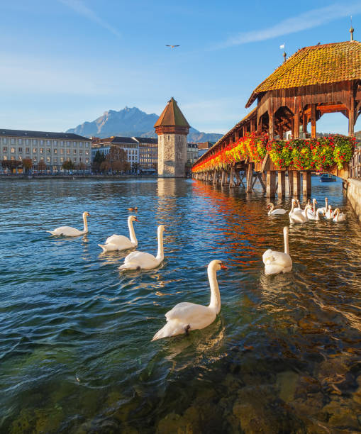 istock Swans at the Chapel Bridge in Lucerne, Switzerland 947873420
