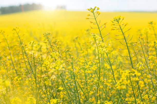 istock Rapeseed field, Brassica napus 947873470