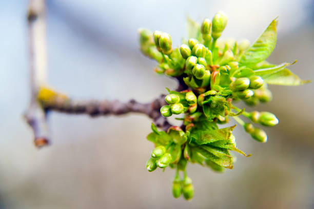 istock Flowering cherry tree covered with flowers, buds and leaves 947874108