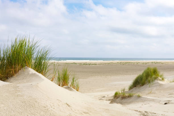 istock Summer at the beach of the island Terschelling 947874742