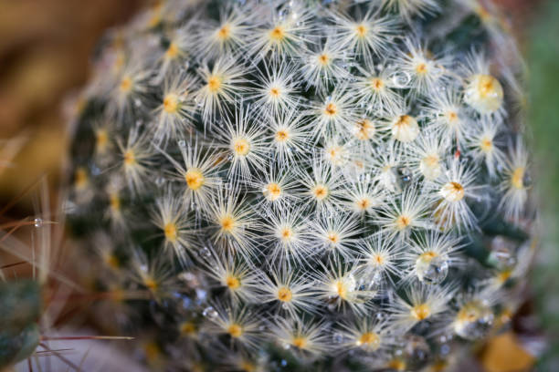 istock A wet cactus in a garden. 947875024
