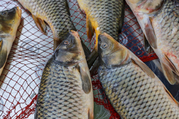 istock Fresh fish from lake or river carp, pike 947880776