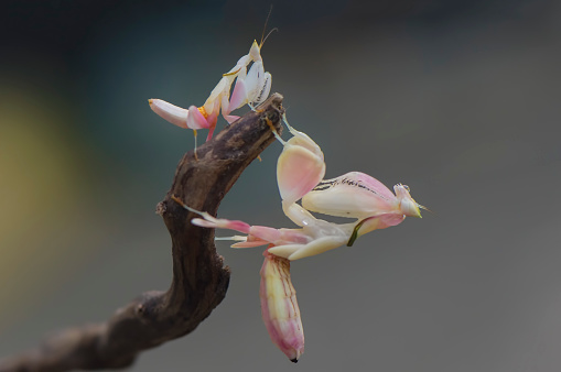 Hierodula patellifera, common name giant Asian mantis, Asian mantis, Indochina mantis or Harabiro Mantis,