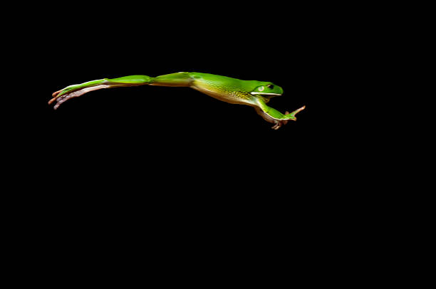 Jumping Frog Frog jumping at tree frog photos stock pictures, royalty-free photos & images