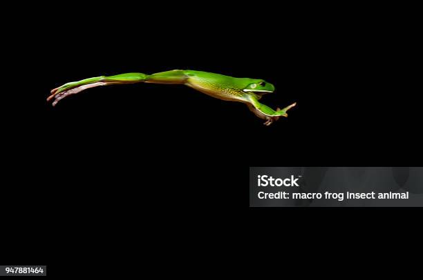 Jumping Frog Stock Photo - Download Image Now - Jumping, Frog, Animal