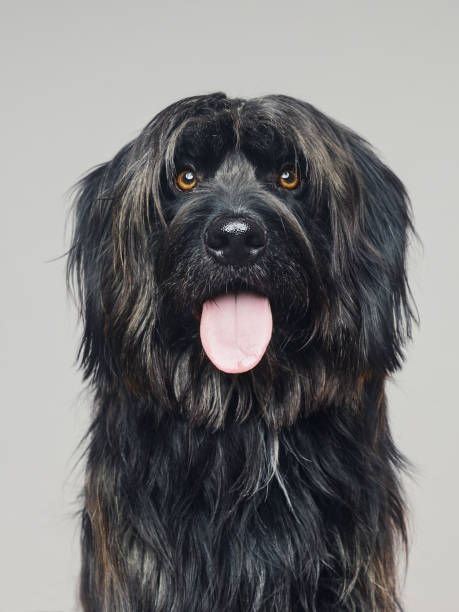 Gos d'atura dog studio portrait looking at camera Close up portrait of cute big dog gos d’atura against gray background. Dark grey catalan sheepdog looking at camera and sticking out the tongue. Sharp focus on eyes. Vertical studio portrait from DSLR camera. huge black dog stock pictures, royalty-free photos & images