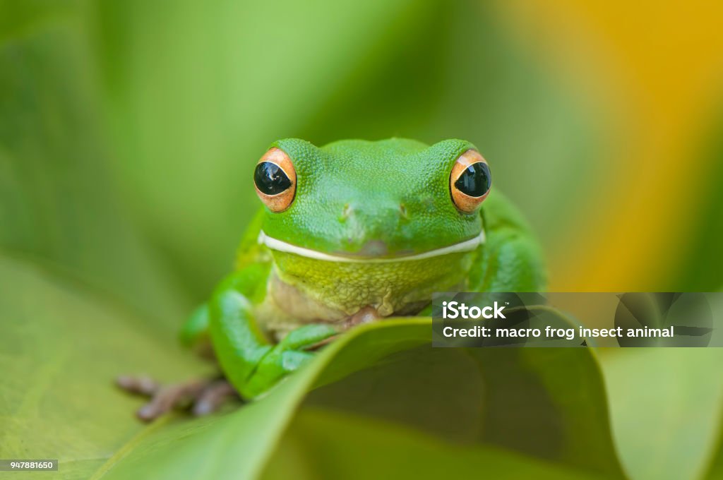 Whitelips rainette - Photo de Grenouille libre de droits