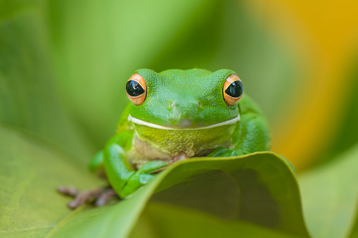 Tree frog whitelips smile and action
