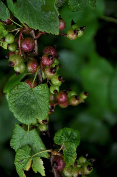 istock Unripe berries of black currant on a branch 947882322
