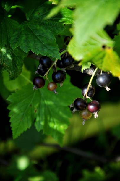 istock Black currant bush with berries in a green garden 947884774