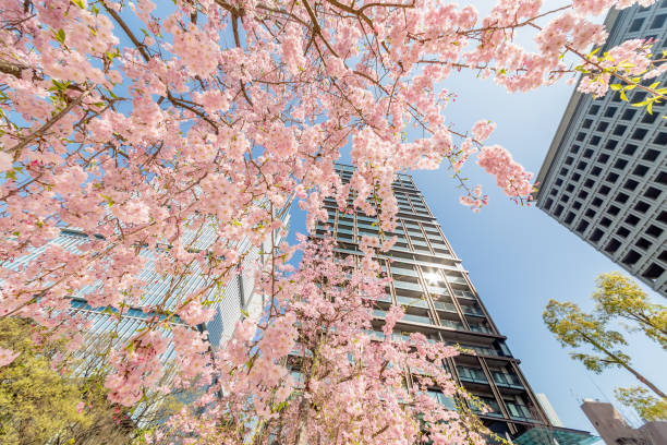 istock Cherry blossoms in full bloom in the city 947885210