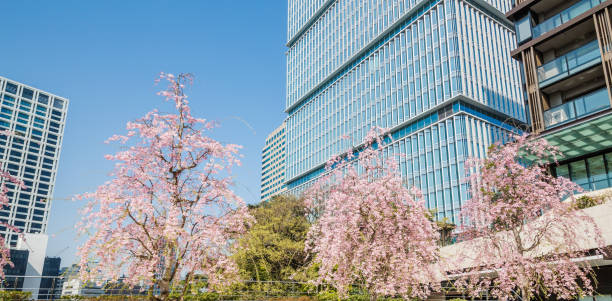 istock Cherry blossoms in full bloom in the city 947885442