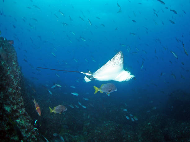 istock Spotted Eagle Ray swimming with fish under the blue sea 947885726