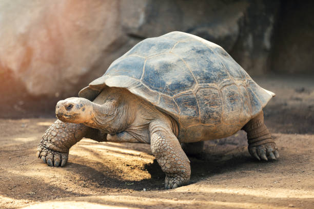 galápagosトータスストラップト - galapagos islands ストックフォトと画像