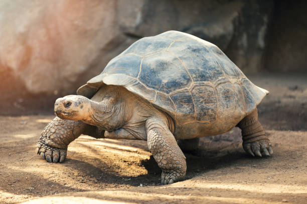 tartaruga-das-galápagos - tartaruga - fotografias e filmes do acervo