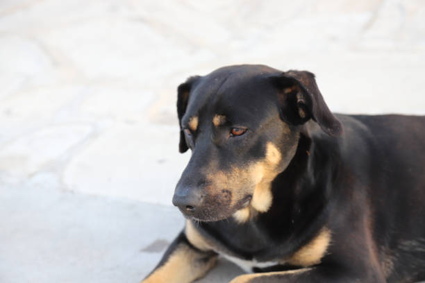 istock Sweet Black dog homeless 947886848