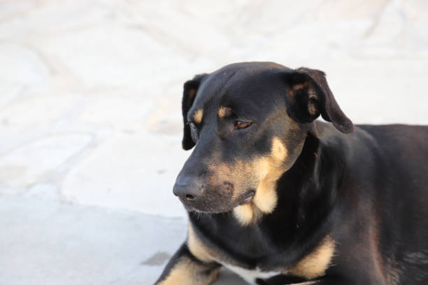istock Sweet Black dog homeless 947886868