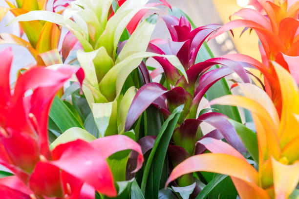 istock colorful blooming bromelia flowers. Floral background 947887192