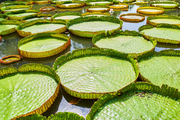 istock Victoria Amazonica Giant Water Lilies 947887324