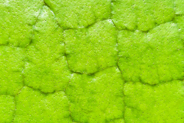 istock Victoria Amazonica Giant Water Lilies macro texrute background 947891926