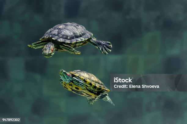 Photo libre de droit de Deux Tortues Nagent Dans Un Aquarium Du Zoo banque d'images et plus d'images libres de droit de Tortue aquatique - Tortue aquatique, Animaux de compagnie, Aquarium - Établissement pour animaux en captivité