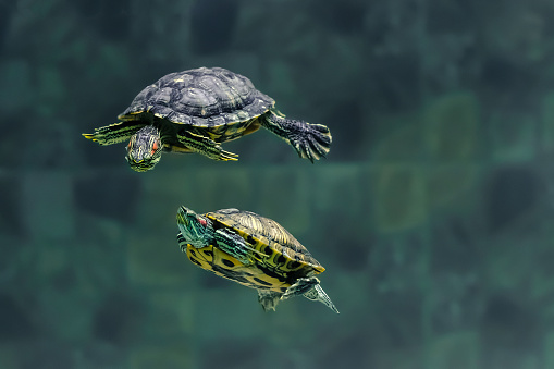 Two turtles swim in an aquarium of the zoo