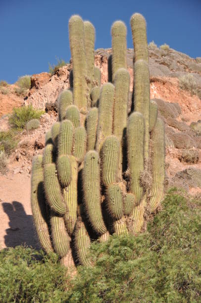 istock Argentina Quebrada de Humahuaca 947895800