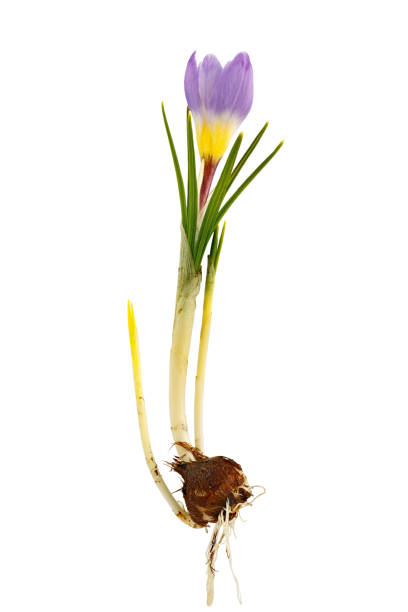 istock Crocus flower with root system photographed macro, isolated on white background. 947902846
