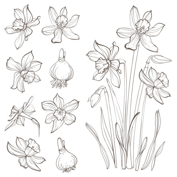 水仙の花は、白い背景で隔離。手描きのイラスト。 - primrose white background flower nature点のイラスト素材／クリップアート素材／マンガ素材／アイコン素材